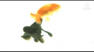 В аквариуме прозрачном, с водичкой ключевой, живут все вместе рыбки, породы не простой.