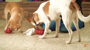 How to stuff a KONG Classic Dog Toy