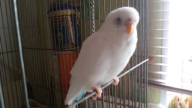 Волнистый попугай стал странно дышать. Что с ним?