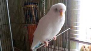 Волнистый попугай стал странно дышать. Что с ним?