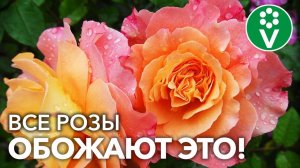 ПОДКОРМИТЕ РОЗЫ ТАК В ИЮНЕ ДЛЯ НЕОБЫКНОВЕННО ПЫШНОГО ЦВЕТЕНИЯ!