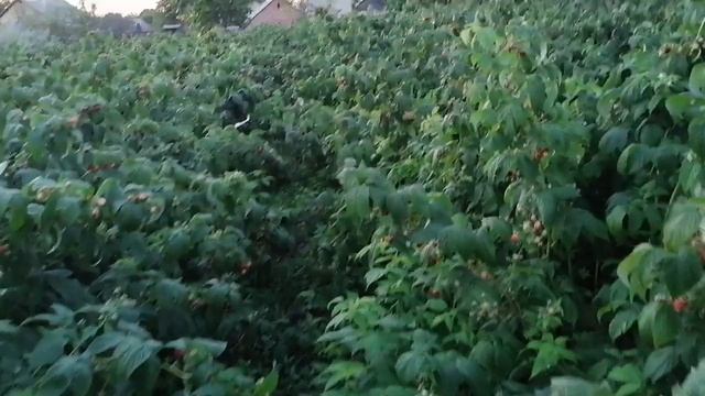 урожайность малины Полька