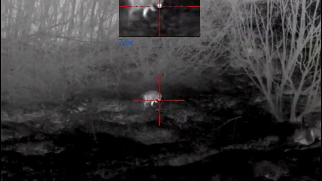 Енот на приваде 19