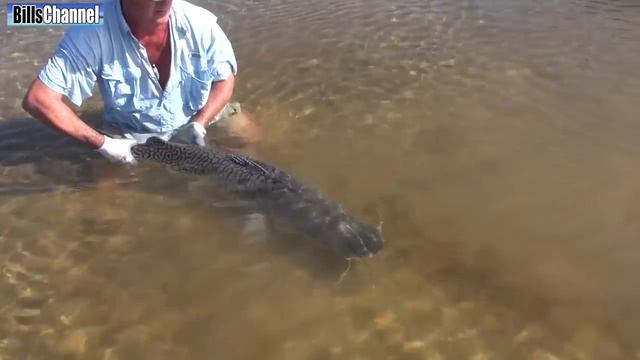 Beautiful Amazon RIVER MONSTER смотреть онлайн