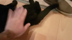 Кот в экстазе спит . Судороги у кота от кайфа