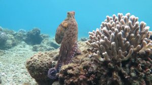 Octopus changes color and texture - Eilat