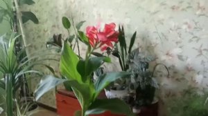 Комнатные цветы.Канна.Уход за комнатной канной.