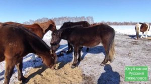 Овёс самый полезный корм,особенно для лошадей.#horses#stallion