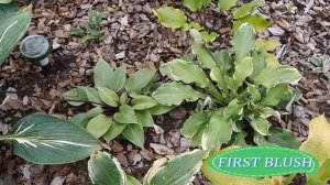 ХОСТЫ "ВТОРОГОДКИ" В СЕНТЯБРЕ! ЧАСТЬ 1.