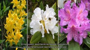 Рододендрон кавказский в горах: когда цветет