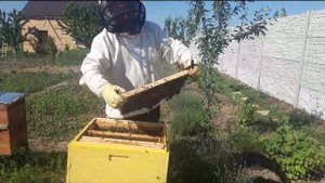 Удаляем лишние маточники. Заставляем роевую семью работать.