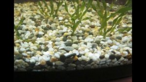 ПОЧЕМУ ЗЕЛЕНЕЕТ ВОДА В АКВАРИУМЕ????? 5 ПРИЧИН ЦВЕТЕНИЯ ВОДЫ.