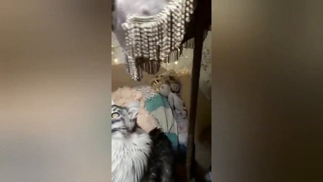 Мейнкун -хороший охотник!