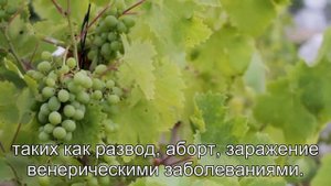К чему снится Клубника? Толкование сна по сонникам Ванги и Миллера