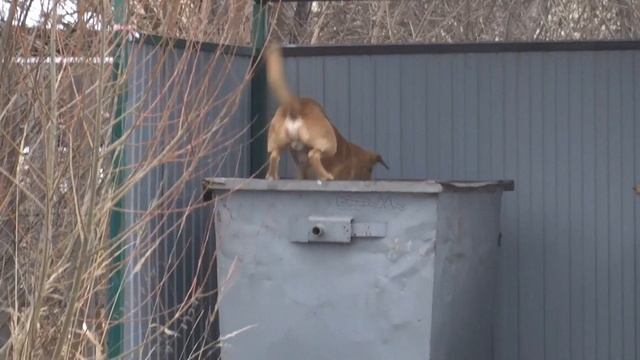 Школа выживания. Как добыть еду. смотреть онлайн