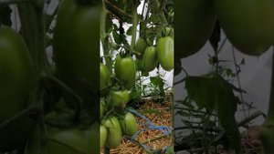 Томат,, дамский каприз,,