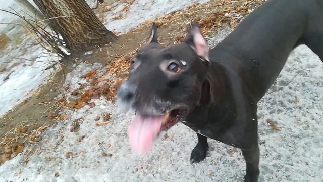 Фаина питбуль, пена из за рта, ужас смотреть онлайн