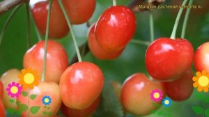 Черешня Красная горка. Краткий обзор, описание характеристик prunus avium Krasnaya gorka