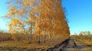 Магнитогорск, прогулка по лесопарку, объездная дорога, улица Притяжения (07.10.2021)
