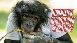 ДУМАЕТЕ ШИМПАНЗЕ БЕСПОЛЕЗНОЕ ЖИВОТНОЕ?! ОБЯЗАТЕЛЬНО ПОСМОТРИ это ВИДЕО если хочешь себе ОБЕЗЬЯНУ!))