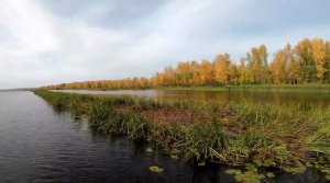 Рыбалка в сентябре на легкий спиннинг. Затоны Волги. Самарская область.