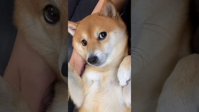 Сиба-ину? Милота? Shiba inu? смотреть онлайн
