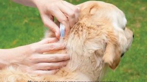 Могут ли блохи от собаки перейти на человека