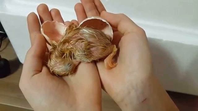 Уход за цыплятами в первые дни жизни