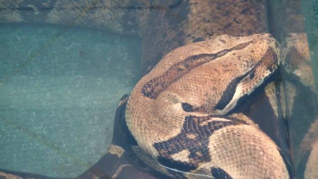 Удав императорский обыкновенный. Boa constrictor imperator. смотреть онлайн