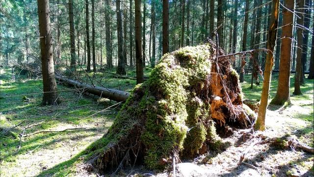 Пение птиц для успокоения нервной системы, отдыха и сна / Звуки природы для сна смотреть онлайн