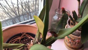 Шикарное цветение Каттлеи Chomthong Fancy Fireball
