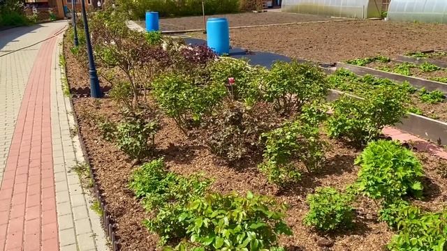 Розы. Моя схема защиты розового сада от болезней. Скорая помощь в борьбе с основными ….??? смотреть онлайн