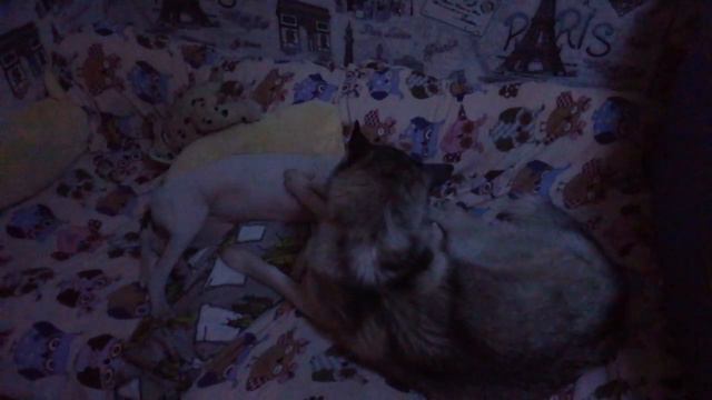 Когда не спится;хорошо что есть с кем порезвится смотреть онлайн