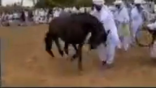 Лошади танцуют лезгинку смотреть онлайн