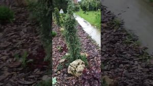 Редкие хвойные растения в саду Надежды