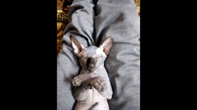 СФИНКС КАНАДСКИЙ МАРСИК 3 МЕСЯЦА смотреть онлайн