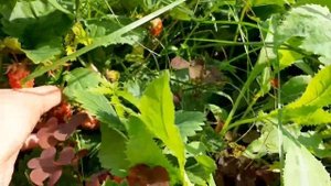 Земклубника Купчиха.невероятно сладкая и ароматная