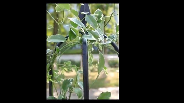 A Elegant trellis in your outdoor garden - Climbing plants idea