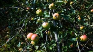 Урожай яблок. Яблочный Спас.