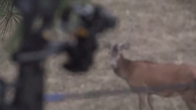 Focus shift React 1 Pro смотреть онлайн