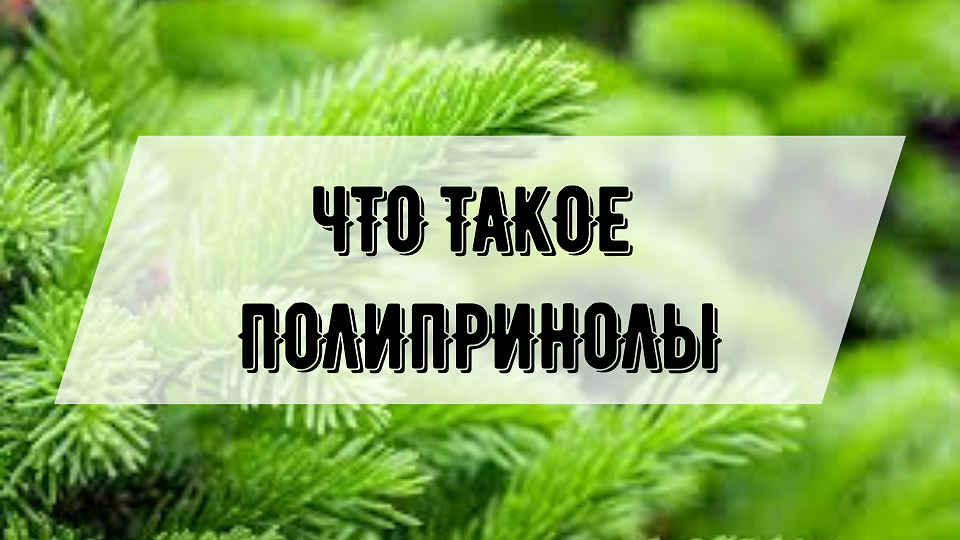 Полипренолы что это такое