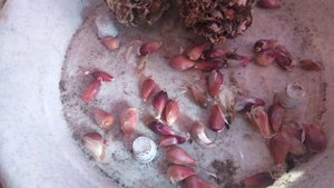 Озимый чеснок.Как омолодить чеснок, чтобы всегда был крупным, и здоровым.Смотрите видео, и описание