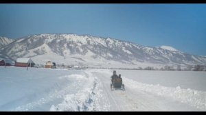 Орловские рысаки. Жизнь на пике