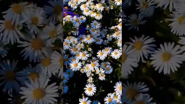 Пчелы собирают нектар и пыльцу из цветов в октябре//Bees collect nectar and pollen from flowers