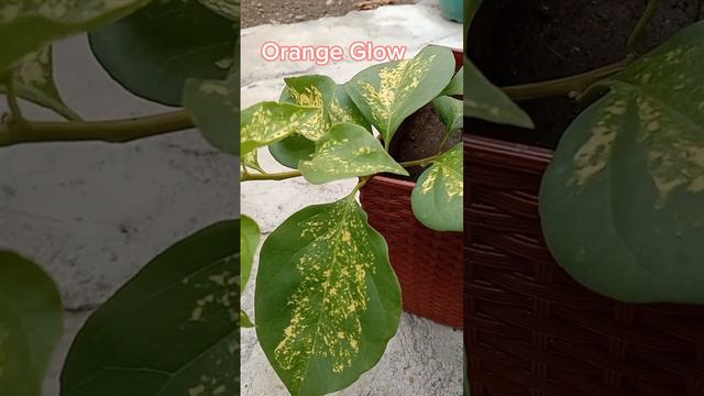 Orange Glow bougainvillea small rooted lng dami na flower. Ganda sa personal. смотреть онлайн