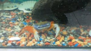 Радужный краб в аквариуме