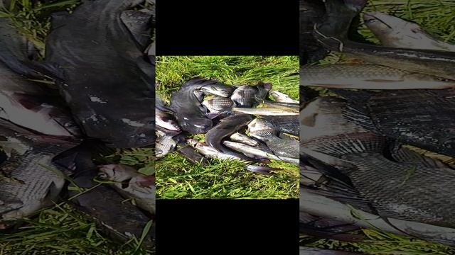 Ещё немного улова. смотреть онлайн