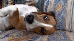 Сон собачки