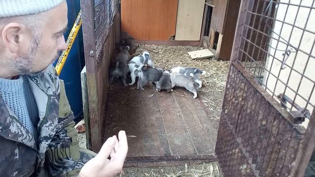 Воспитание щенка с рождения, ЗСЛ и другие породы.