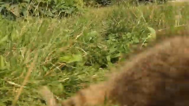 В Харьковском зоопарке в семье носух появился детеныш. смотреть онлайн